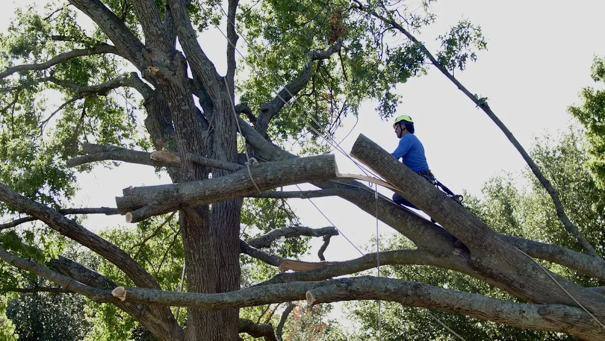 Professional Crown Thinning performed by certified arborists in Lewes