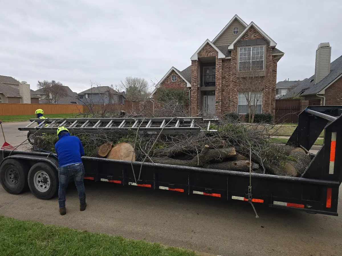 Expert Tree Fertilization with proper safety equipment in Lewes